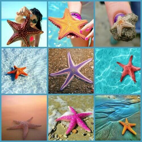 Starfish (Sea Star) - Sunbreeze Hotel