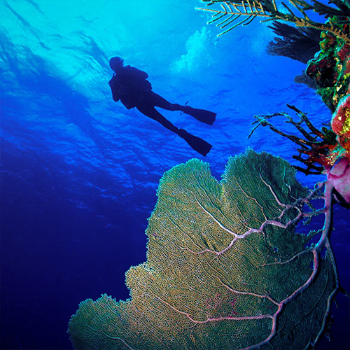 Belize vacation packages - Diving
