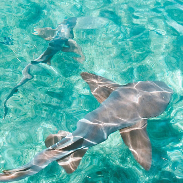 San Pedro Belize Snorkeling Tours Hol Chan Marine & Shark Ray Alley