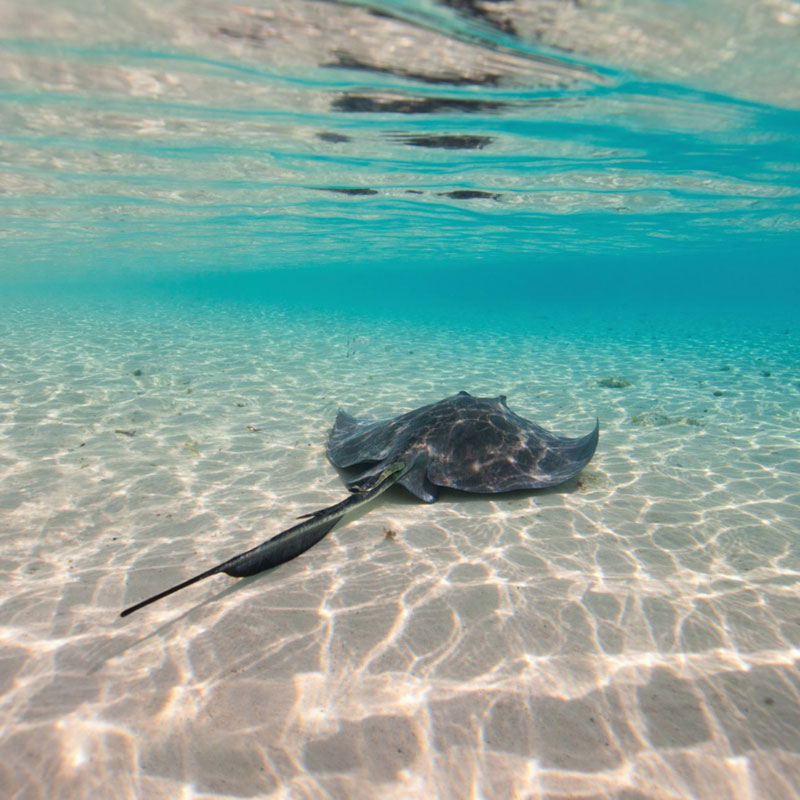 belize snorkeling package