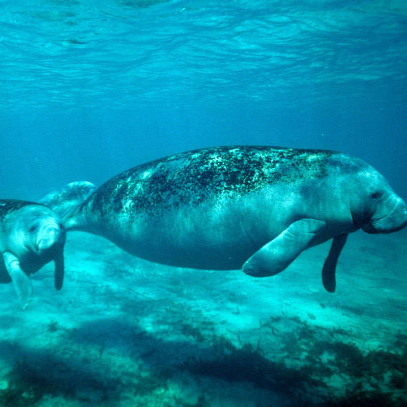 belize snorkeling tour