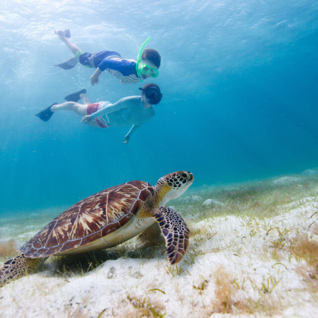 San Pedro Belize Snorkeling Tours | Hol Chan Marine & Shark Ray Alley