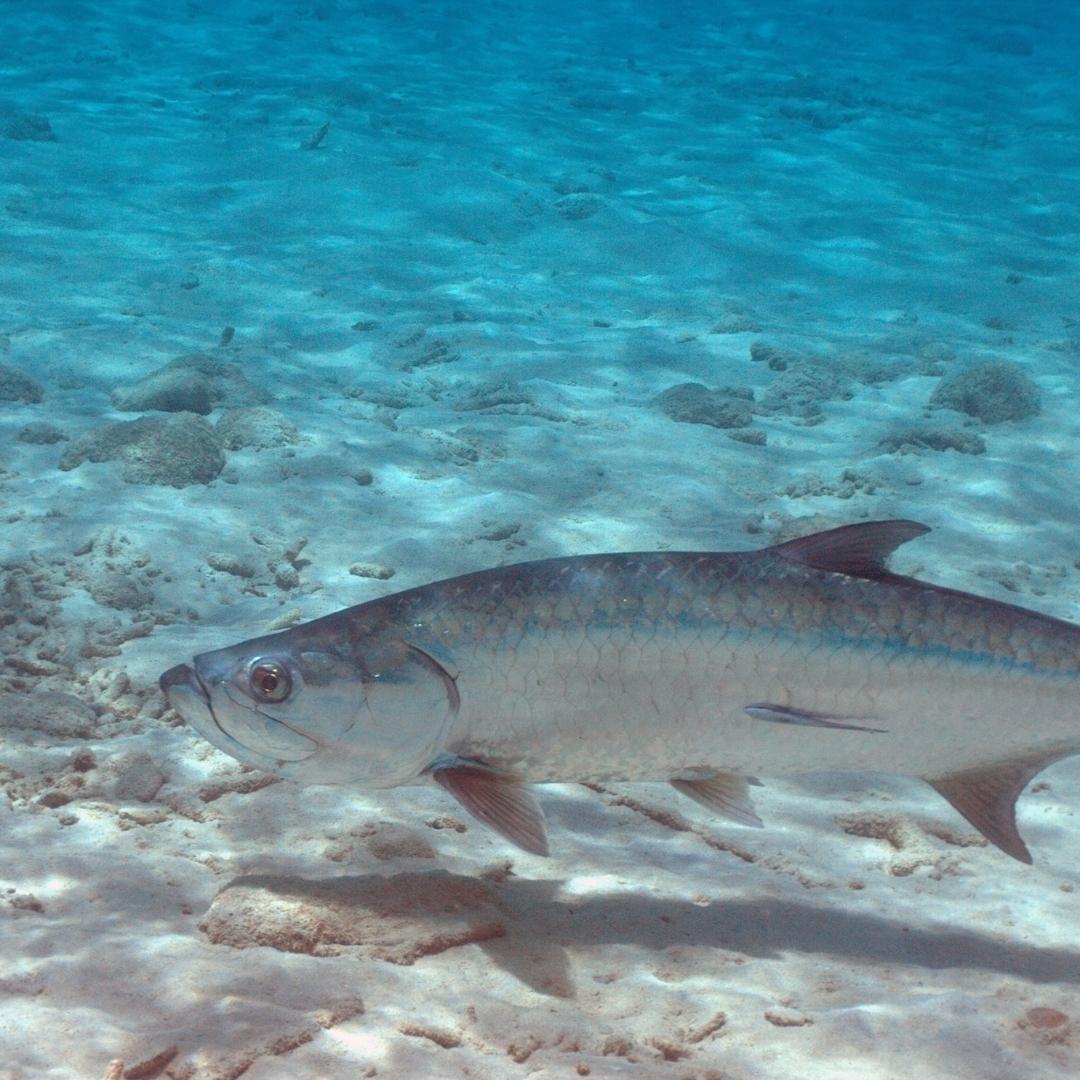 fly fishing belize