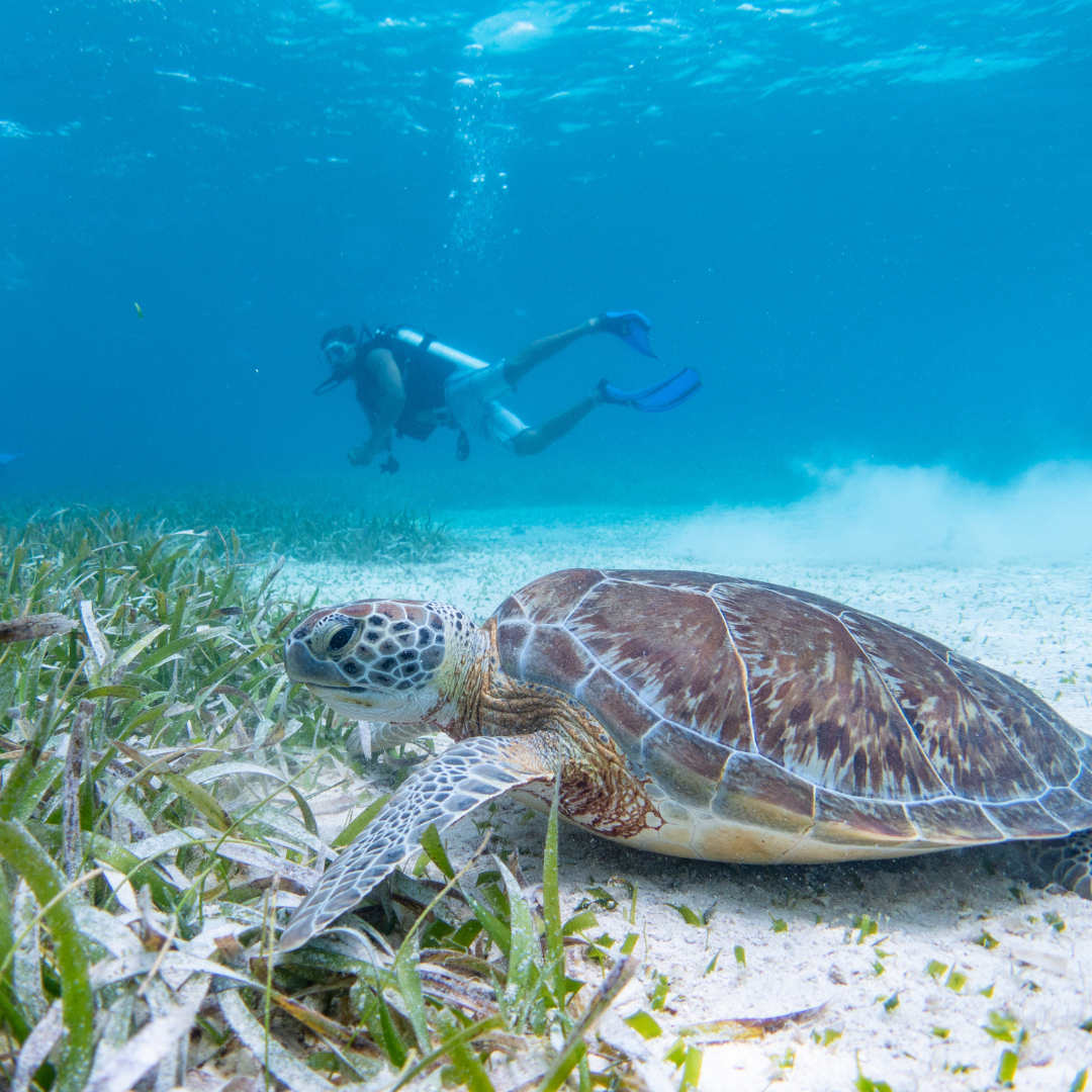 ambergris caye sunbreeze hotel belize dive resort6